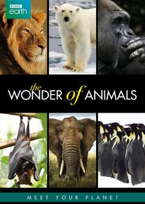 The Wonder of Animals poster