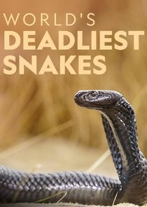 World's Deadliest Snakes poster