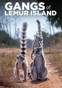 Gangs of Lemur Island poster