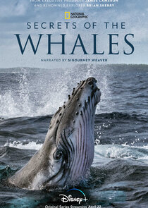 Secrets of the Whales poster