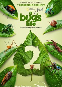 A Real Bug's Life poster