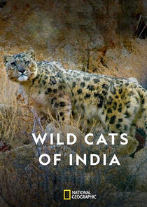 Wild Cats of India poster