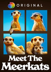 Meet the Meerkats poster