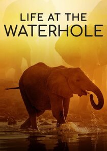 Life at the Waterhole poster