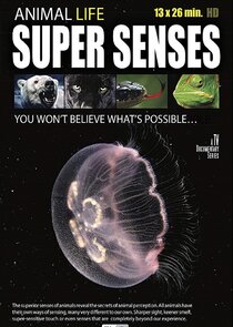 Animal Super Senses poster