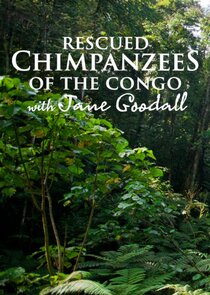 Rescued Chimpanzees of the Congo with Jane Goodall poster