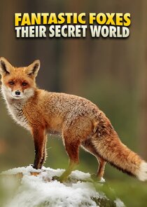 Fantastic Foxes: Their Secret World poster
