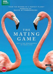 The Mating Game poster