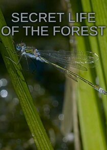 Secret Life of the Forest poster