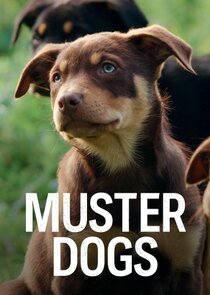 Muster Dogs poster