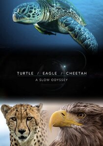 Turtle, Eagle, Cheetah: A Slow Odyssey poster