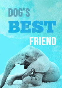 Dog's Best Friend poster