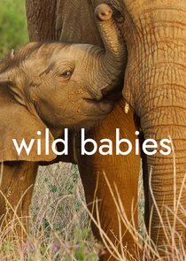 Wild Babies poster