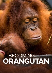 Becoming Orangutan poster