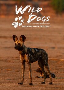 Wild Dogs: Running with the Pack poster