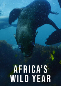 Africa's Wild Year poster