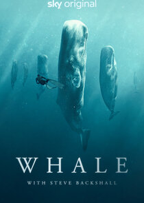 Whale with Steve Backshall poster