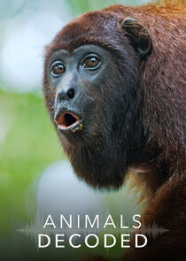 Animals Decoded poster