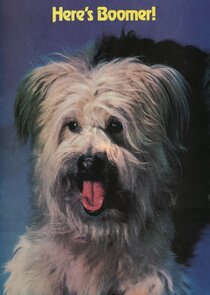 Here's Boomer poster