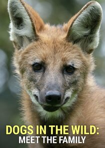Dogs in the Wild: Meet the Family poster