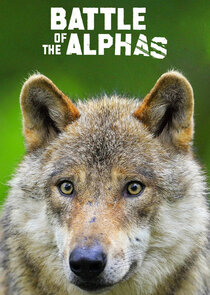 Battle of the Alphas poster