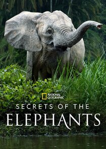 Secrets of the Elephants poster