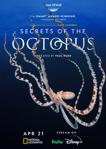 Secrets of the Octopus poster