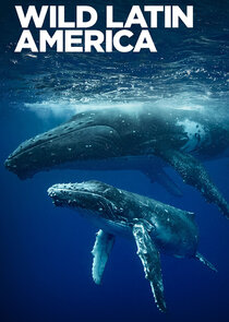 Wild Latin America poster