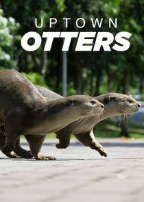 Uptown Otters poster