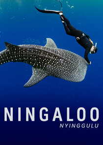 Ningaloo Nyinggulu poster