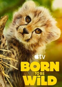 Born to Be Wild poster