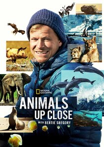 Animals Up Close with Bertie Gregory poster