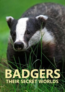 Badgers: Their Secret World poster