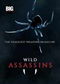 Wild Assassins poster