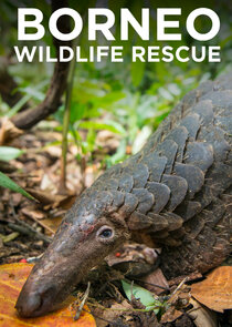 Borneo Wildlife Rescue poster