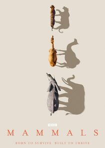 Mammals poster