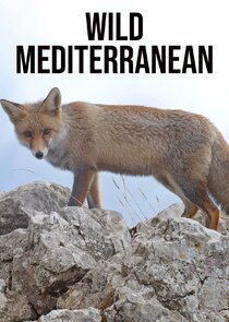 Wild Mediterranean poster