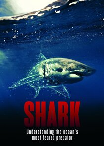 Shark poster