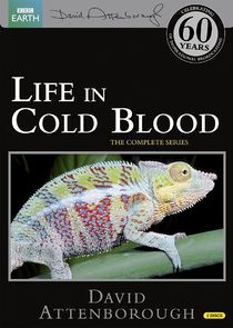 Life in Cold Blood poster