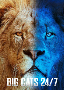 Big Cats 24/7 poster