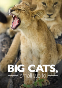 Big Cats, Small World poster