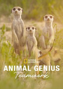 Animal Genius poster