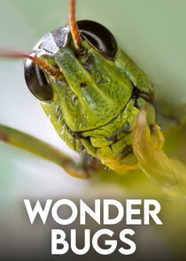 Wonder Bugs poster