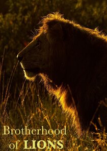Brotherhood of Lions poster