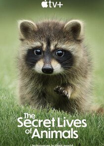 The Secret Lives of Animals poster