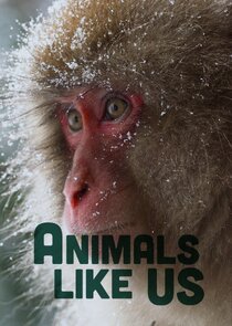 Animals Like Us poster