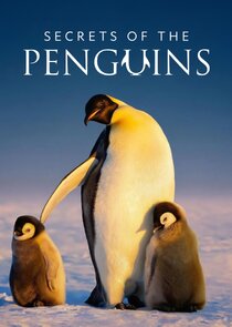 Secrets of the Penguins poster