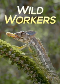 Wild Workers poster