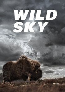Wild Sky poster