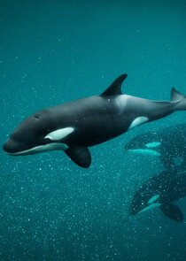 Killer Whale Chronicles poster